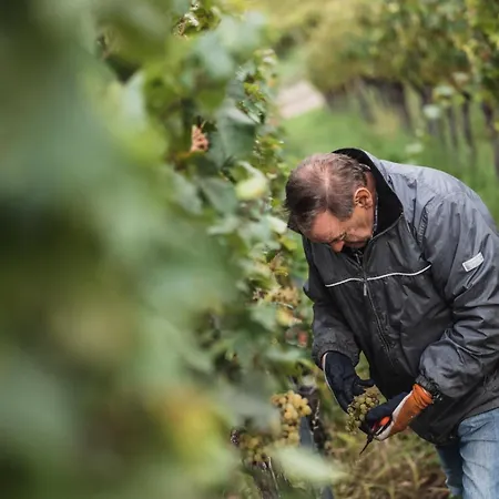 Winzerhof Keller Appartamento Auggen